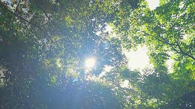 阳光透过树叶4K视频视频的预览图
